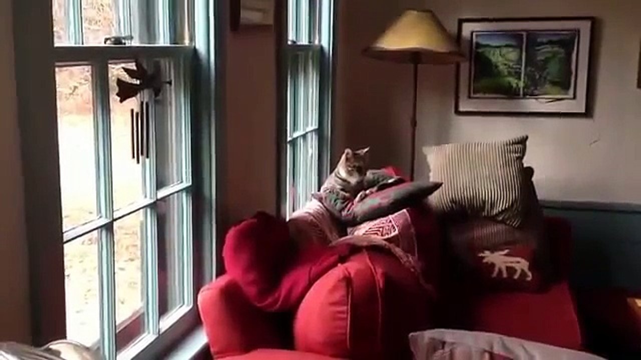 Кот который ненавидит кофемолку | The Cat Who Hates Grinder