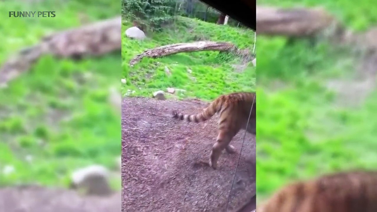 Zoo Animals Attacks  [Funny Pets]