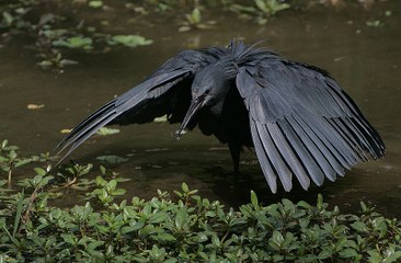 Black heron and its amazing umbrella trick to hunt prey