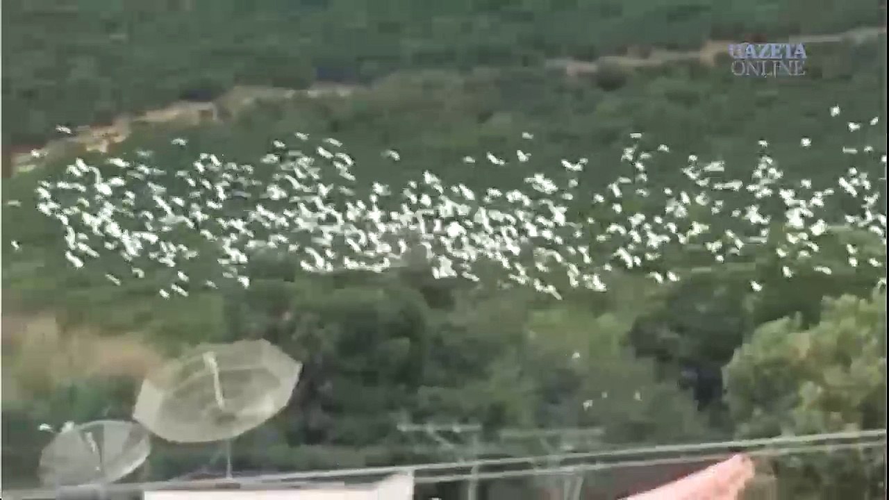 Internauta registra voo de pássaros