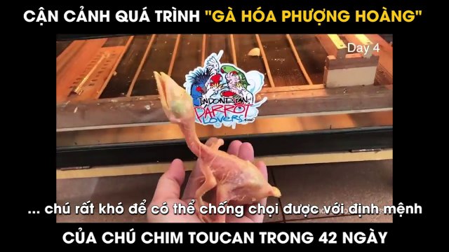 CẬN CẢNH QUÁ TRÌNH GÀ HÓA PHƯỢNG HOÀNG CỦA CHÚ CHIM TOUCAN TRONG 42 NGÀY