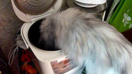 Кот чавкает из мультиварки | The cat eats from the the slow cooker
