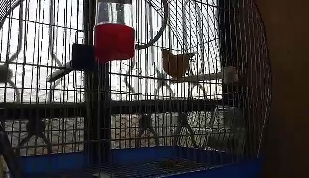 Magnifique Chant Chardonneret avec femelle canari : Djamel Ben