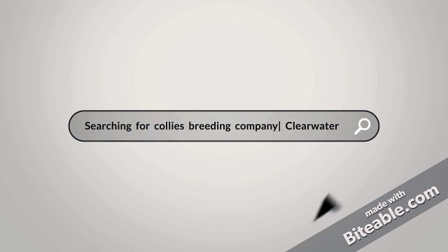 Stirling Collies The Collie Dog Breeding facility!