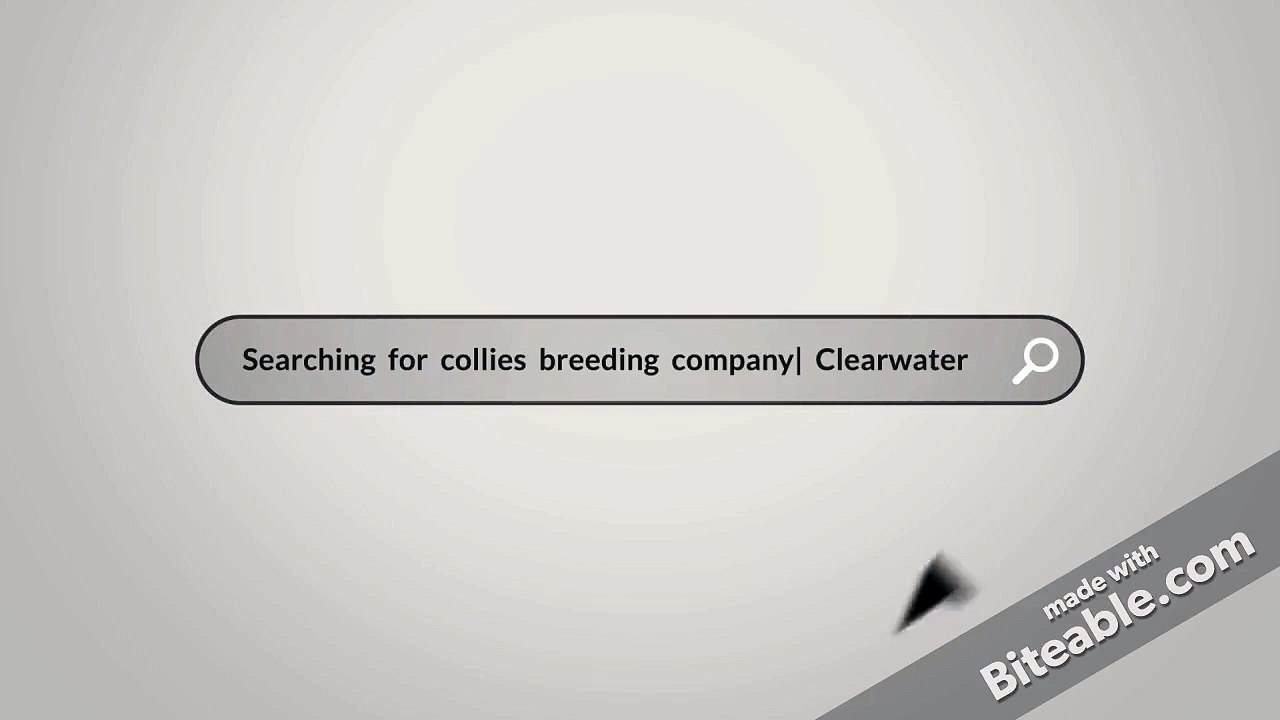 Stirling Collies The Collie Dog Breeding facility!