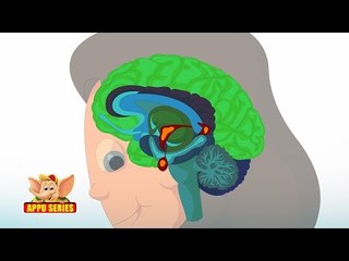 Learn Human Body - Endocrine System