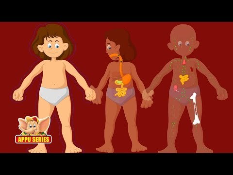 Learn Human Body - Cardiovascular System