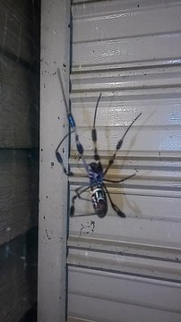 Banana Spider Hanging Around in Web