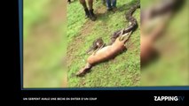 Un serpent avale une biche d’une traite, les images chocs ! (Vidéo)