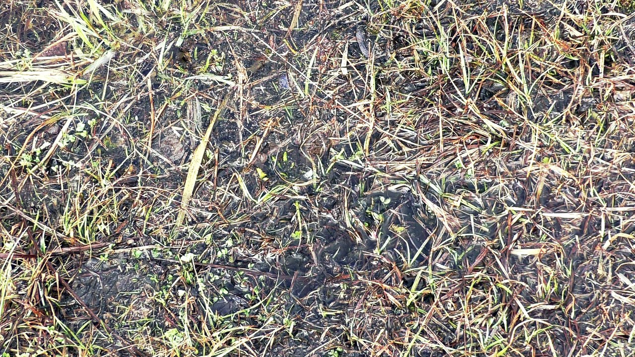 Ciekawostka 1 Dzięcioł zielony (Picus viridis)