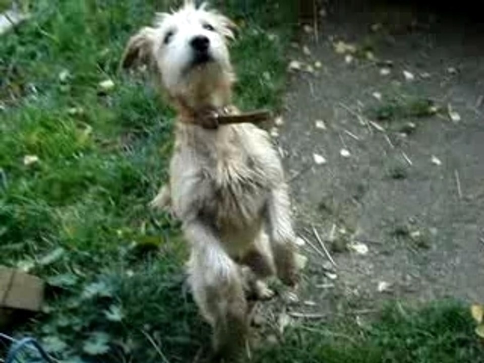 Vidéo des chiens