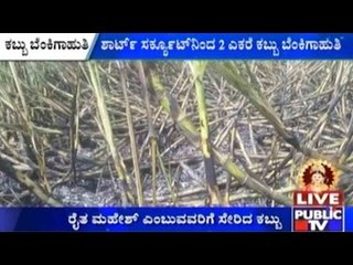 Mandya : ಶಾರ್ಟ್ ಸರ್ಕ್ಯೂಟ್ ನಿಂದ 2 ಎಕರೆ ಕಬ್ಬು ಬೆಂಕಿಗಾಹುತಿ