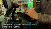 La marihuana llegó a farmacias de Uruguay
