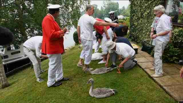 Realizan censo anual de cisnes en el río Támesis de Inglaterra