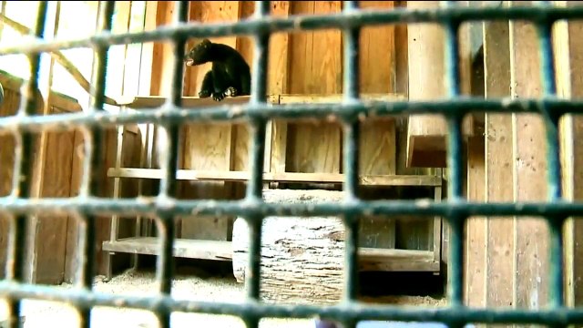 Bear Cub Reunites With Pennsylvania Man Who Rescued Him After Car Crash