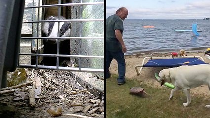 Skittish Badger Returned To Wild & Armadillo Plays 'Follow The Leader'