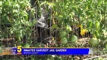 Inmate Garden at Arkansas Jail Makes Positive Impact on Jail, Community Members
