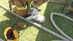 Firefighters Rescue and Revive Dog Suffering Smoke Inhalation
