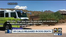 Dog collapses on trail during summer heat