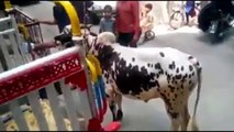 Whatsapp Funny Cows Fails _ Animals very very funny videos compilation 2016