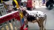 Whatsapp Funny Cows Fails _ Animals very very funny videos compilation 2016