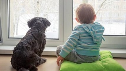 A Ciência Explica Como Falar com Cães