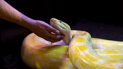 Homem injeta veneno de cobra em si mesmo