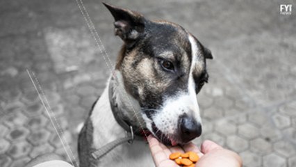 Substância de Eutanásias Encontrada em Rações