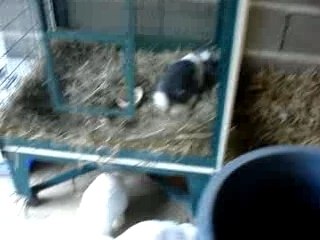 Sortie des lapins