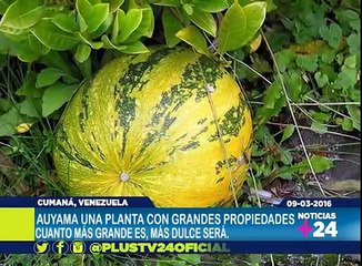 ¡Destacado! María Eugenia Baptista Zacarías: Las propiedades de la Auyama