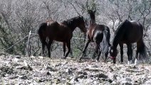 Hot mating animals cary video   New Horse mating donkey & Funny horse compilation HD
