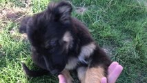 Funny German Shepherd long coated  8 week old  puppy so active and funny