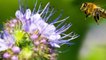 How to Identify Original Honey   Malayalam Health Tips   MS Creation
