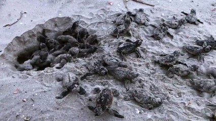 New-born Baby Turtles Surprise Guys On Beach