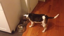 Puppy Having Issues Eating Its Food With Cone Collar