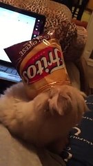 Sometimes Its Hard To Get That Last Chip