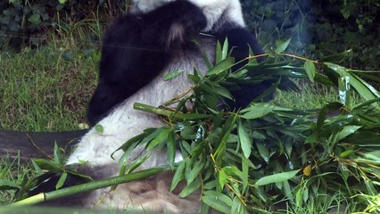 México cuida a las dos pandas más longevas fuera de China