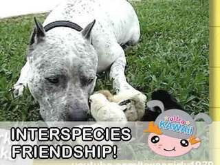 Ultra Kawaii - Interspecies Friendship!