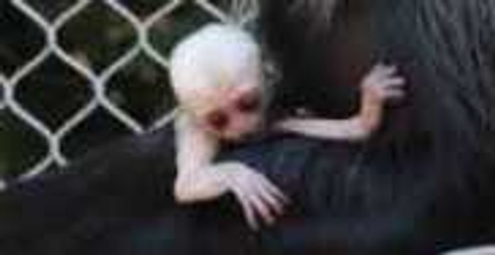 Baby Angolan Colobus Monkey Born at Zoo Atlanta