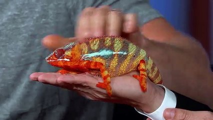 Wild Animals with Dave Salmoni & Andy Samberg