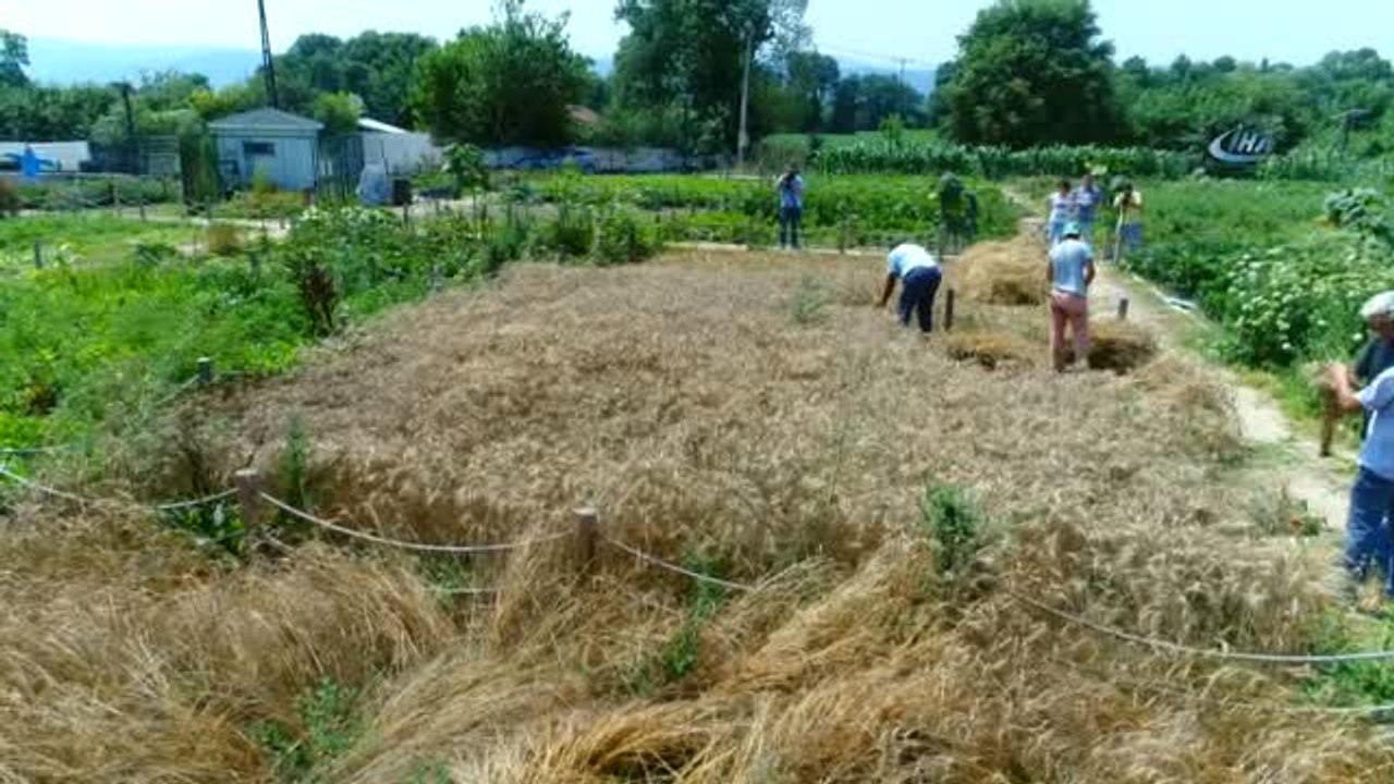 Nilüfer Kent Bostanları'nda 10 Bin Yıllık Siyez Buğdayı Üretiliyor