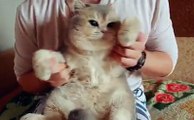 Happy Pets - Despacito - cute cat