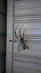 Cette araignée va vous donner des cauchemars...