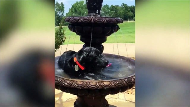 Ce chien sait comment résister à la canicule... Ahaha