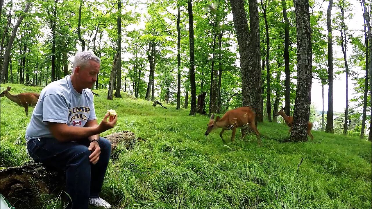 Il arrive à approcher des biches sauvages de très pret... Incroyable