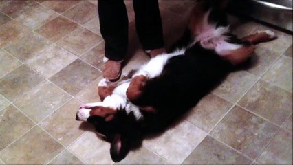 Ce chien ne veut pas aller au lit... Ahaha