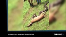 Un serpent avale une biche d’une traite, les images chocs