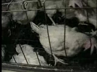 Le calvaire des poules pondeuses - peta