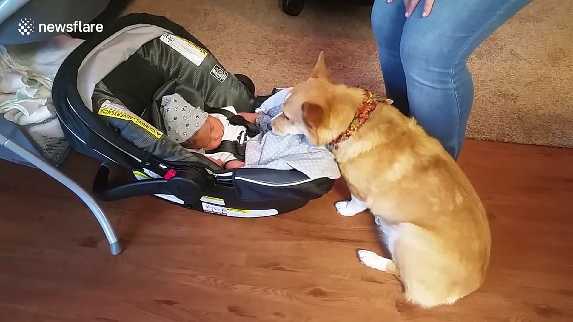 ⁣Adorable Corgi meets new family member
