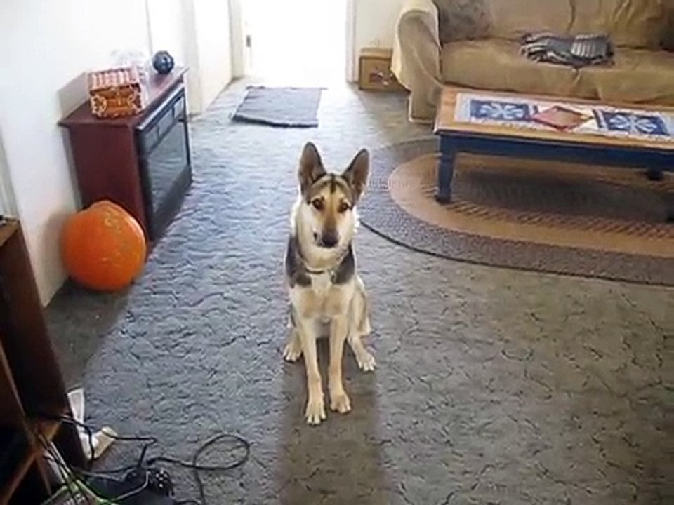 Canina ganha petisco depois de encenar versão dramática do "fingir de morto"